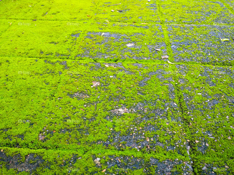 High angle view of moss growing on street