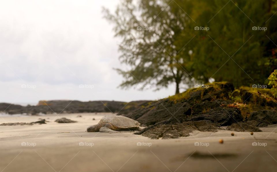 Turtle on the beach in Hawaii 