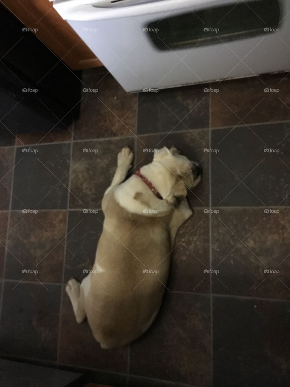 Where he lays while I cook! 😂