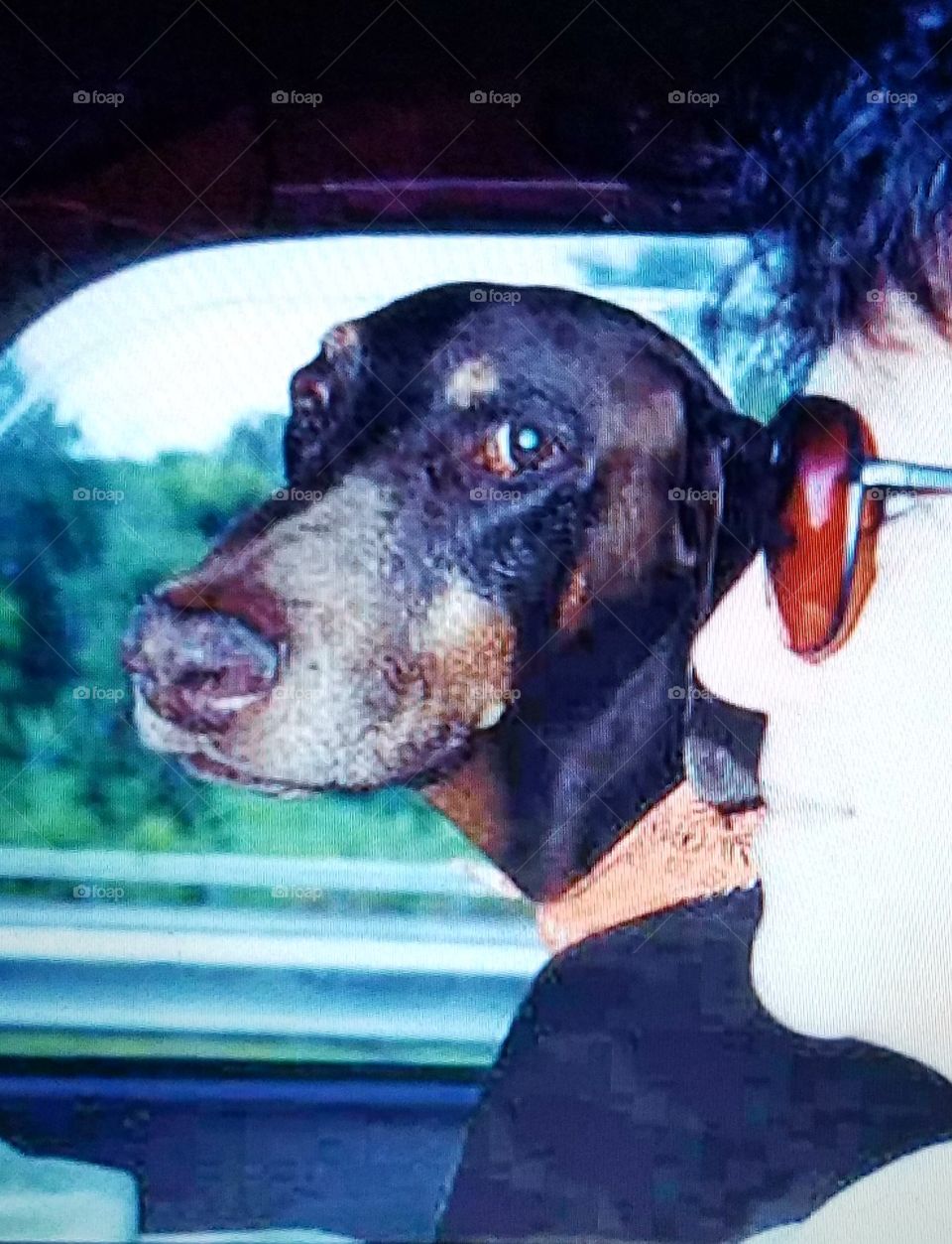 Doberman Pinscher in passenger seat of vehicle going for ride.