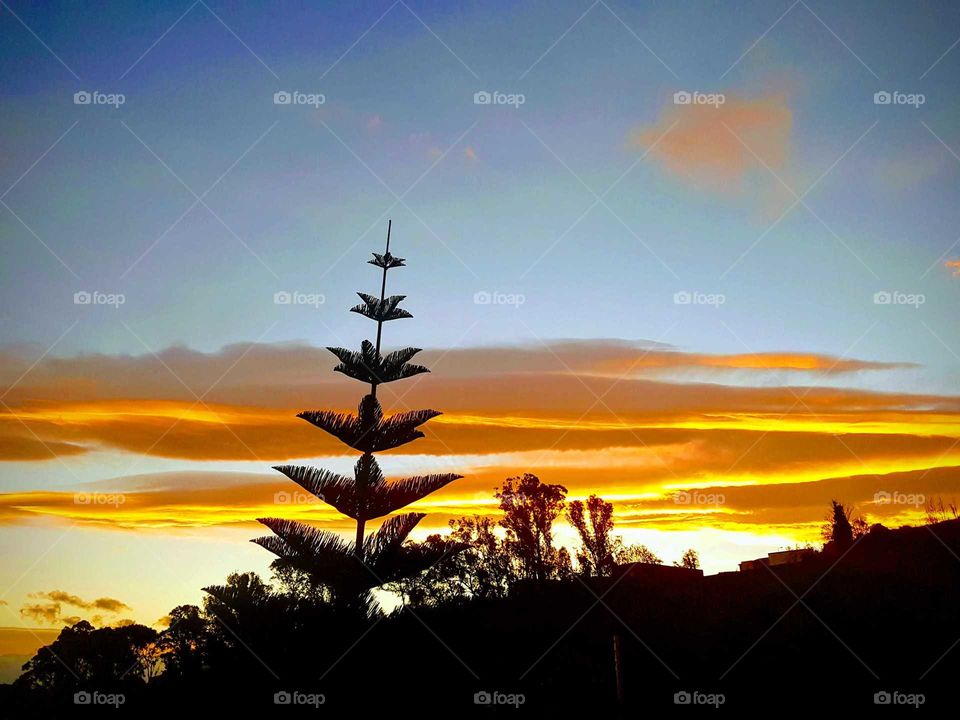 The sunset over Napier from my home looking out at the Norfolk Palm it's slightly bending from a strong wind.