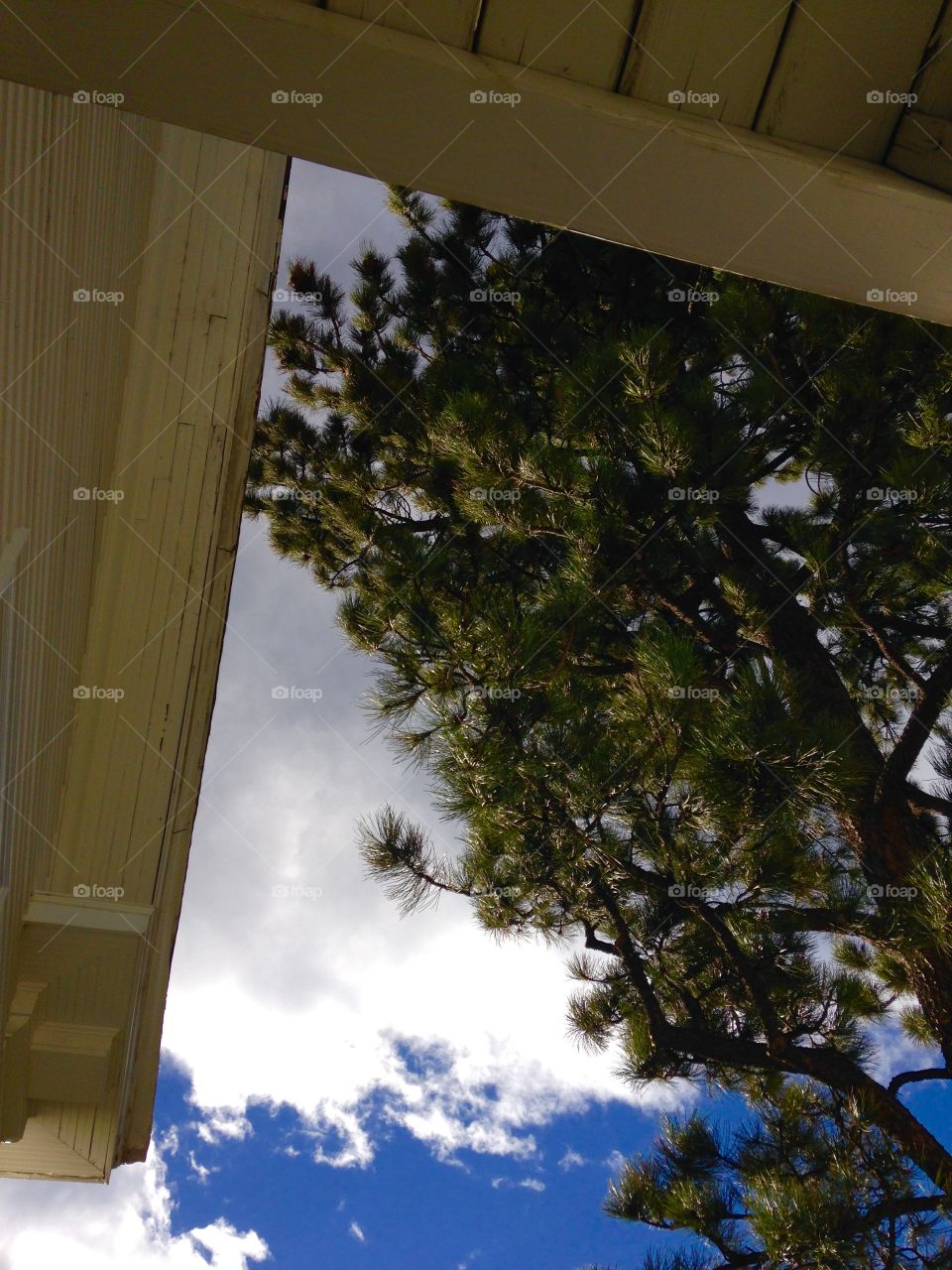 Looking up at nature. Looking at nature from a stairwell.