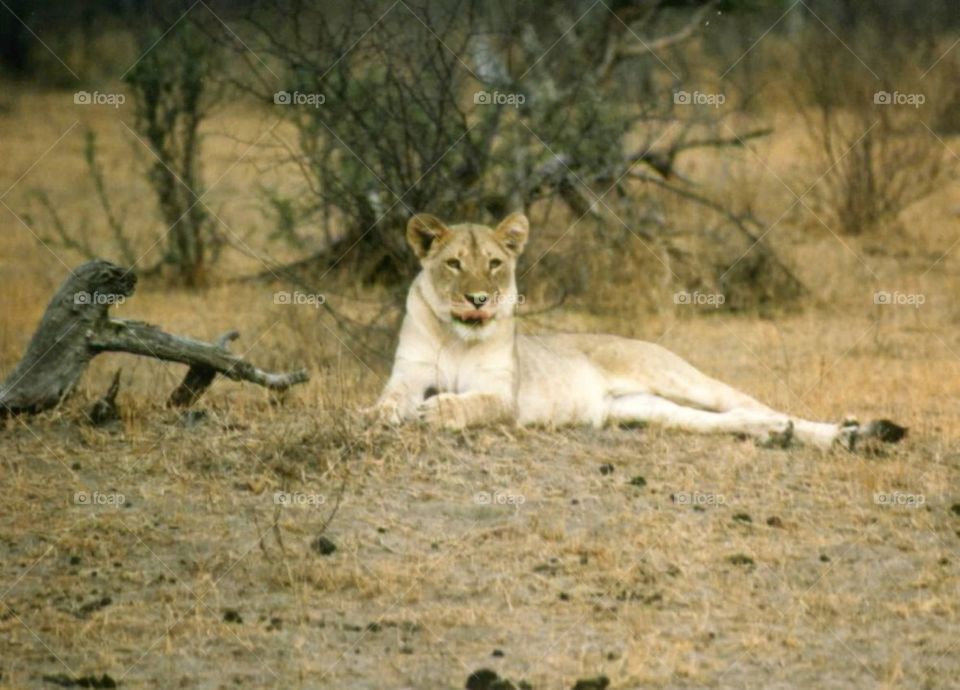 Lioness in Africa 