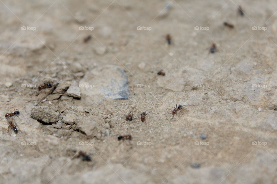 worker ants