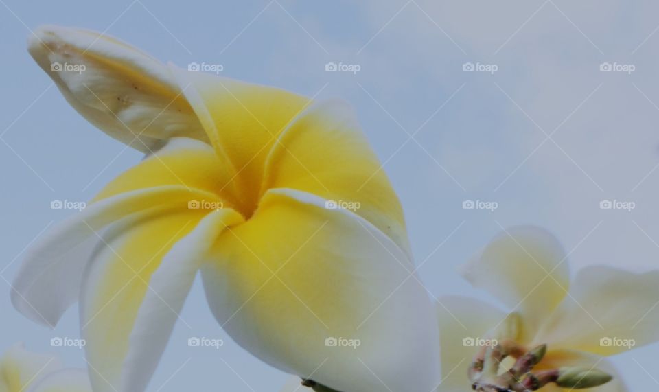 Yellow plumeria 