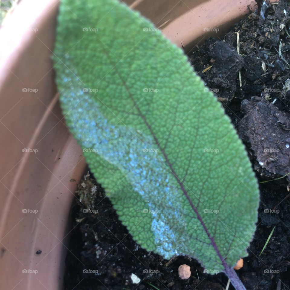 Snail trail on leaf