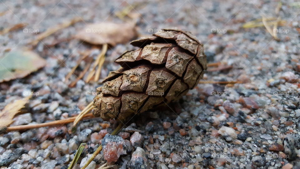 Pinecone