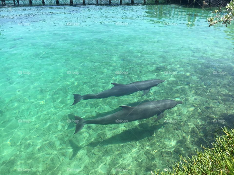 Dolphins swimming side by side 