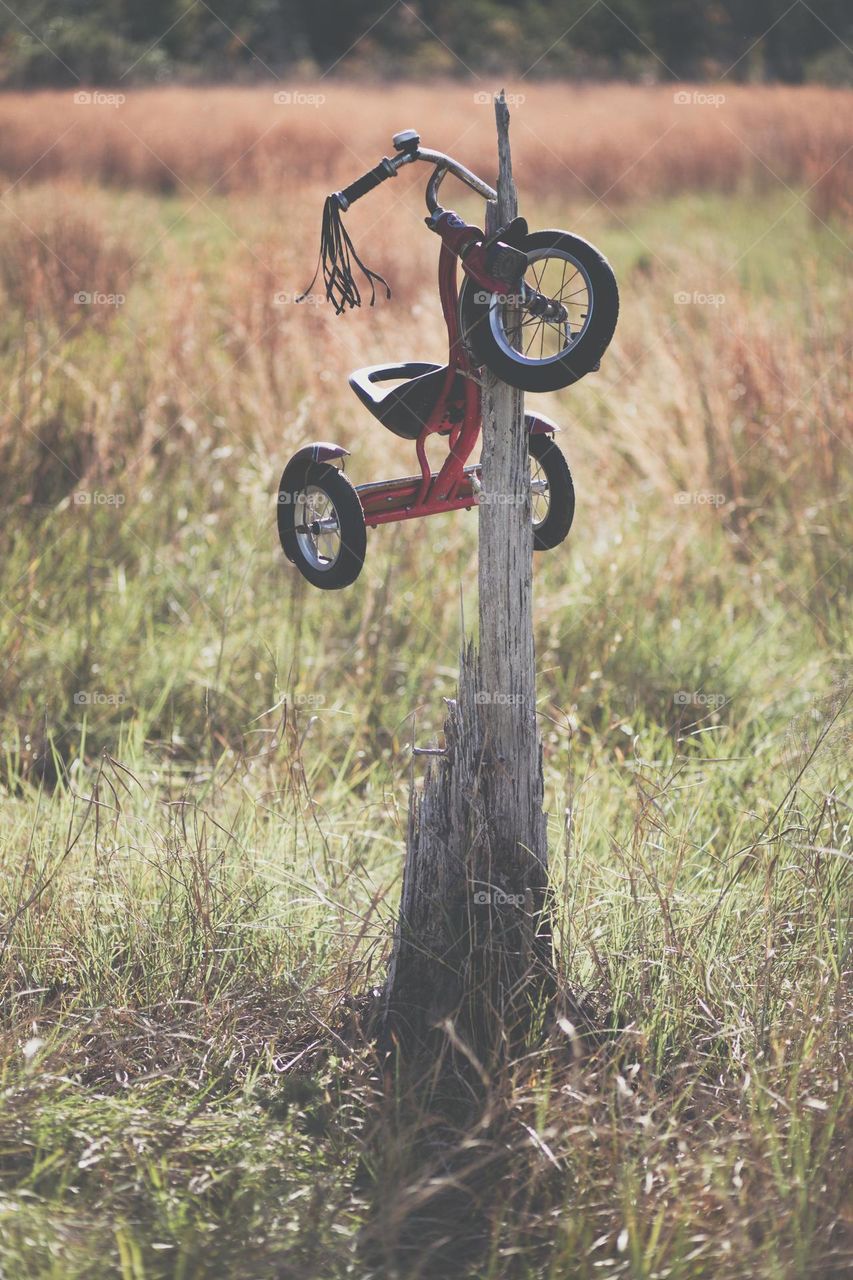 A Vintage Red Tricycle left abandoned in a field hanging on a broken weathered tree trunk