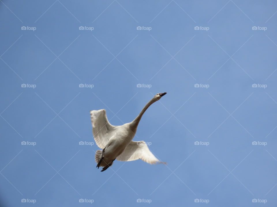 White swan in flight
