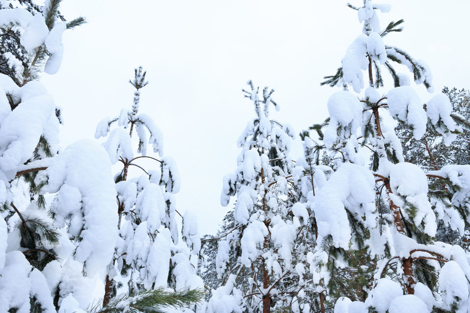 winter forest