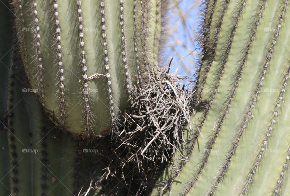 Bird Nest on the Cactus