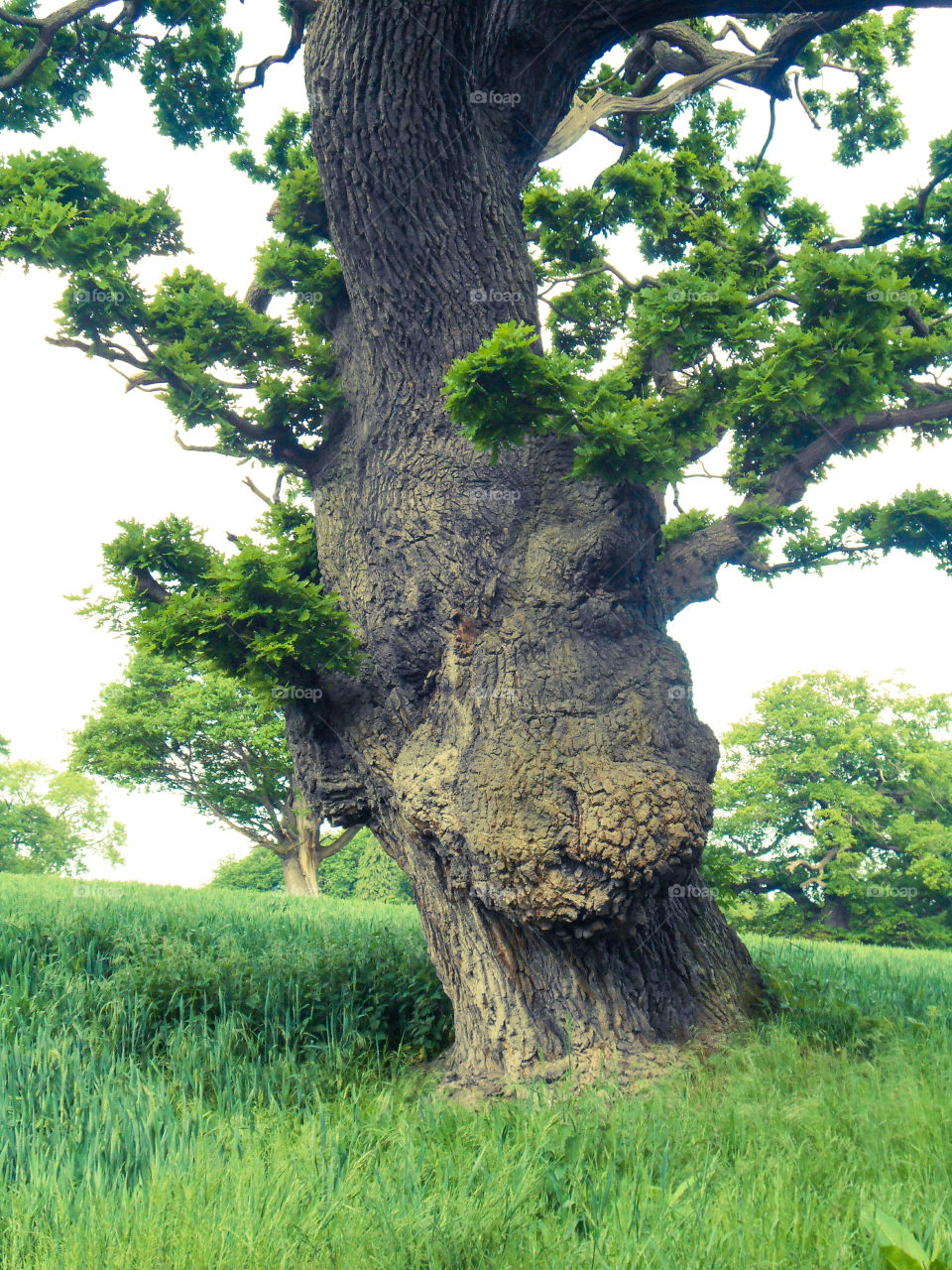 An old mighty oak tree in England