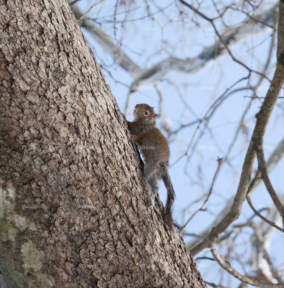 A squirrel stops his trek up the tree when he discovers he’s being watched from below.