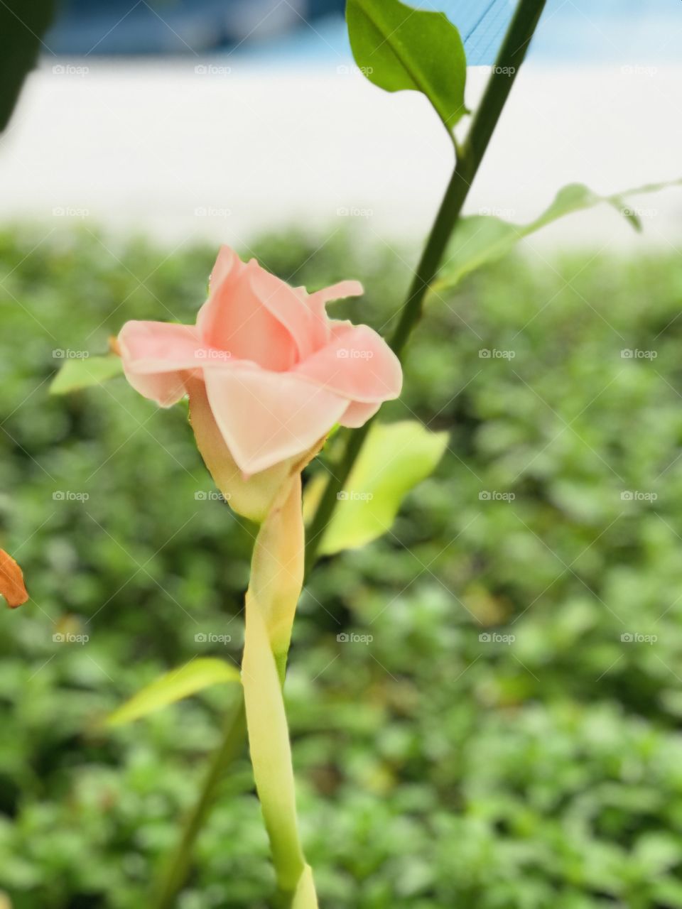 A cream colour flower