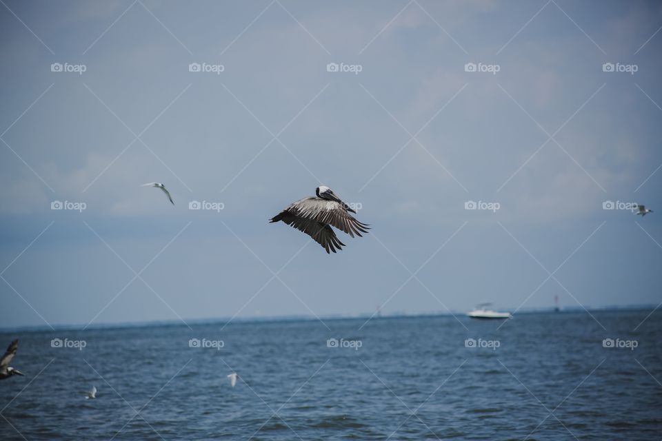 Pelican 