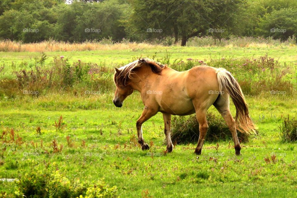 wild horse