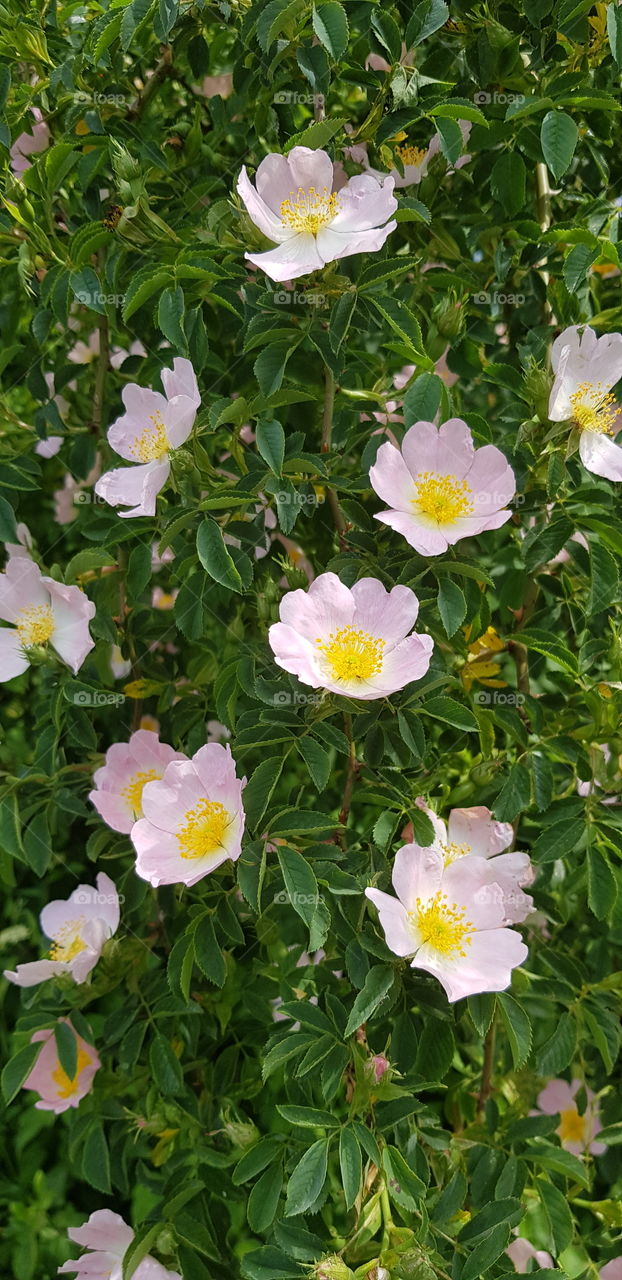 rosa mosqueta, flori de maceş