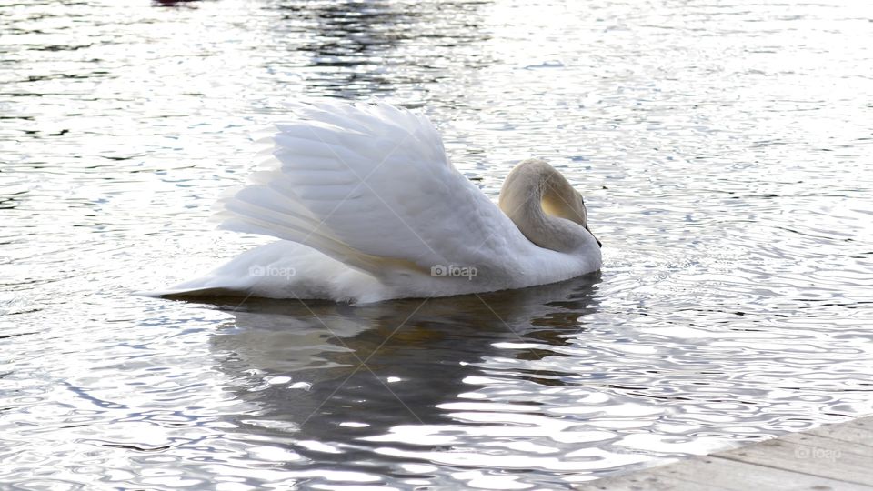 Swan 