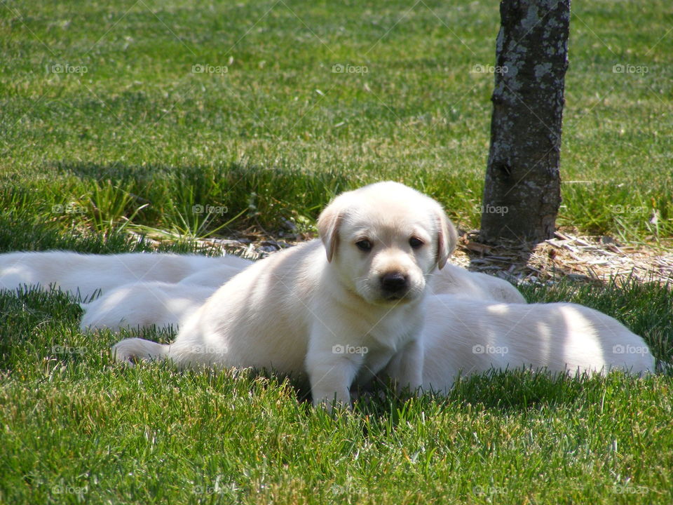 Yellow Labrador retriever puppies are together.