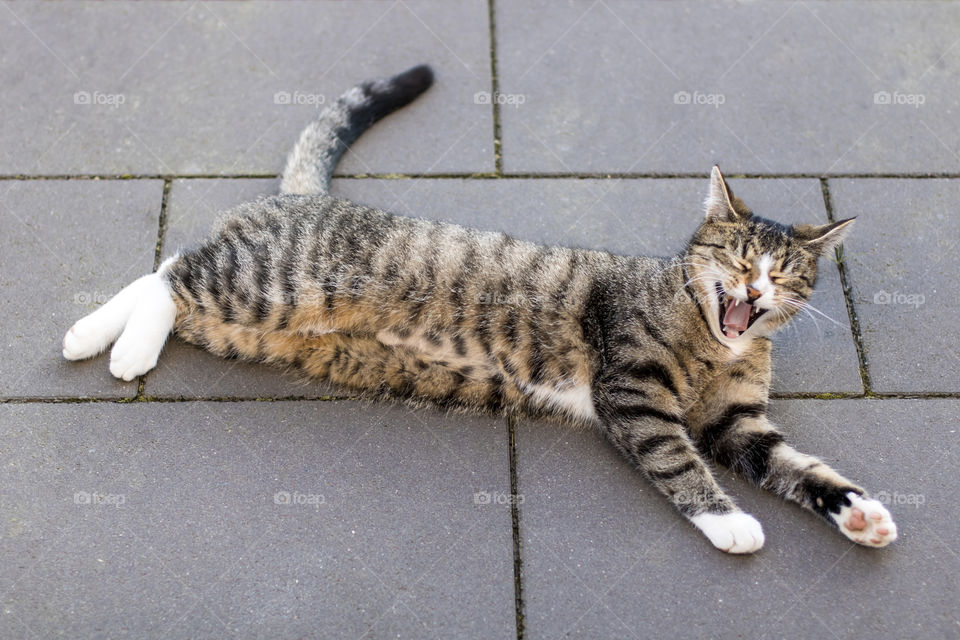 Yelling tiger cat