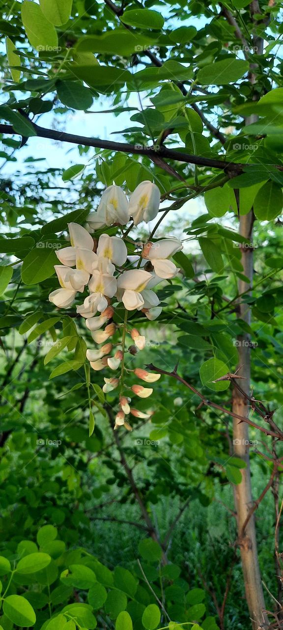 Весна, цветущая акация, природа , красота , цветение деревьев