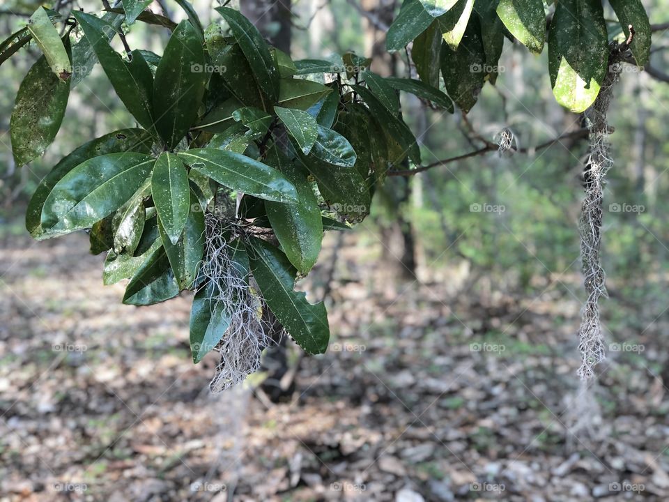 Leaves of green and moss 