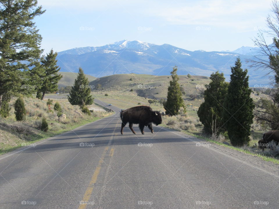 Bison Crossing 