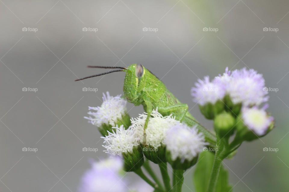 Green grasshopper