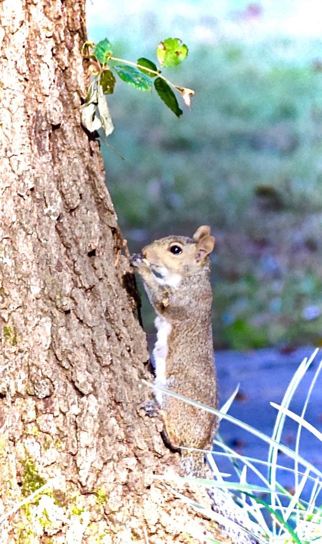 Friendly Fella