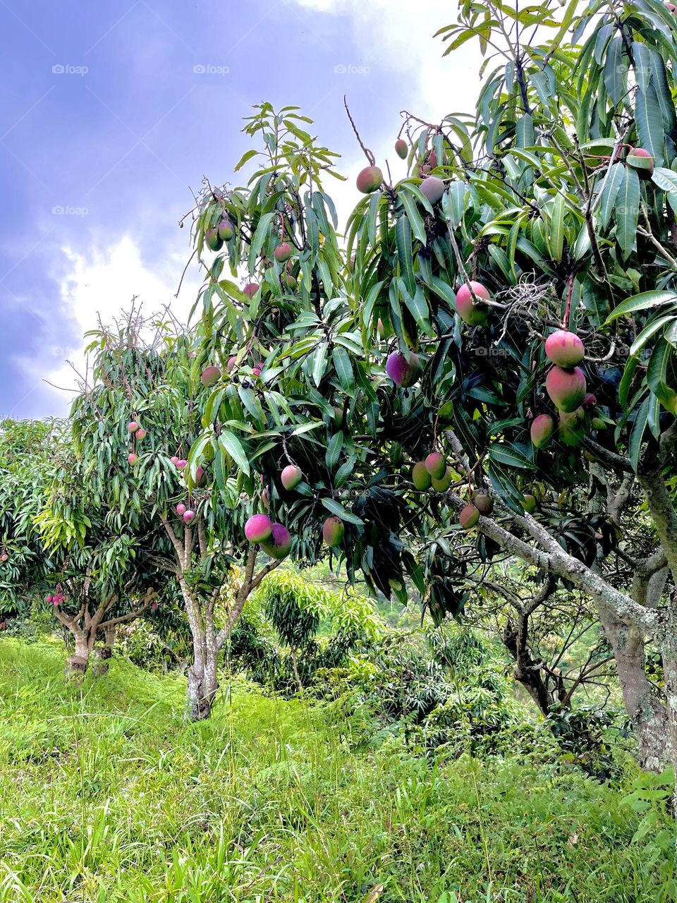 Spring has sprung mangos growing 