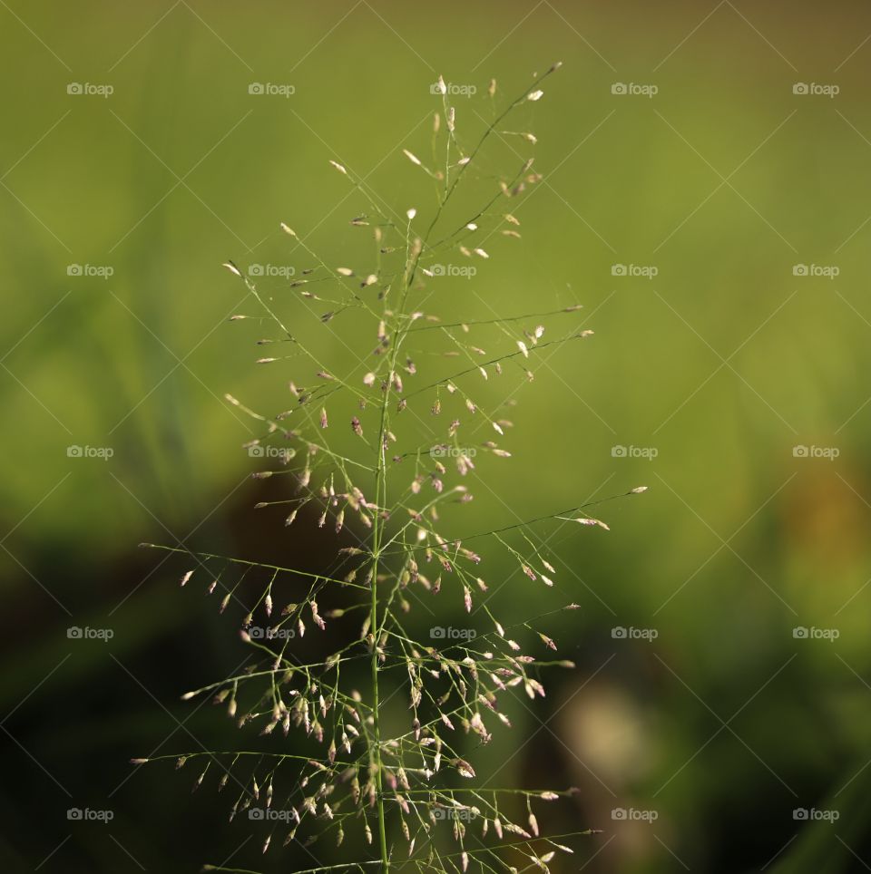 Portrait of a grass flower