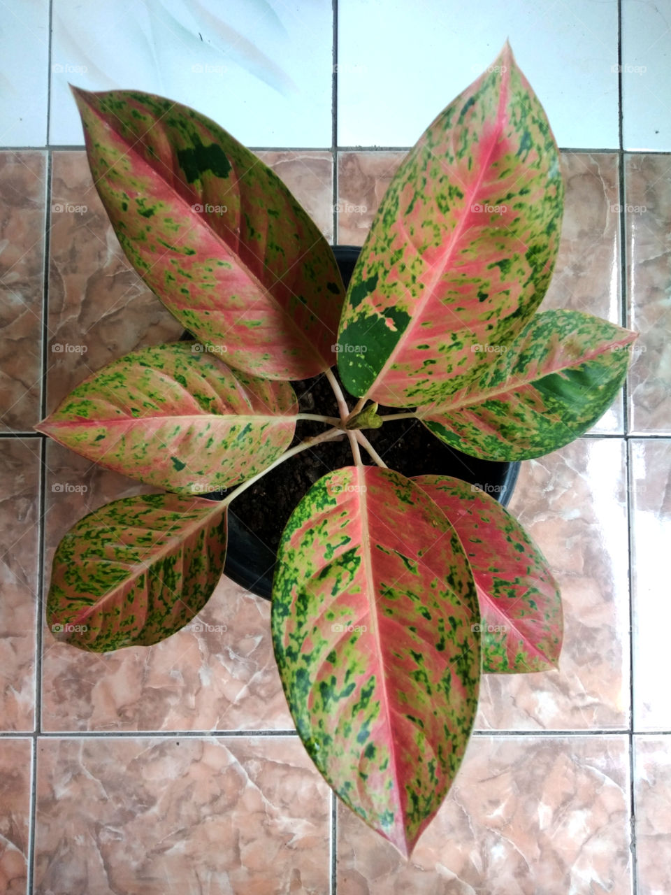 portrait of plant : red aglonema