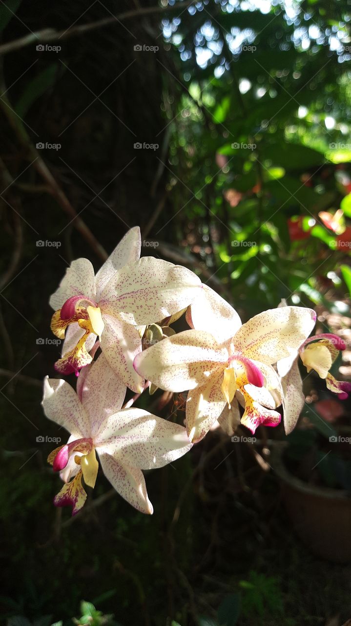 Ground Orchid flower in my garden....