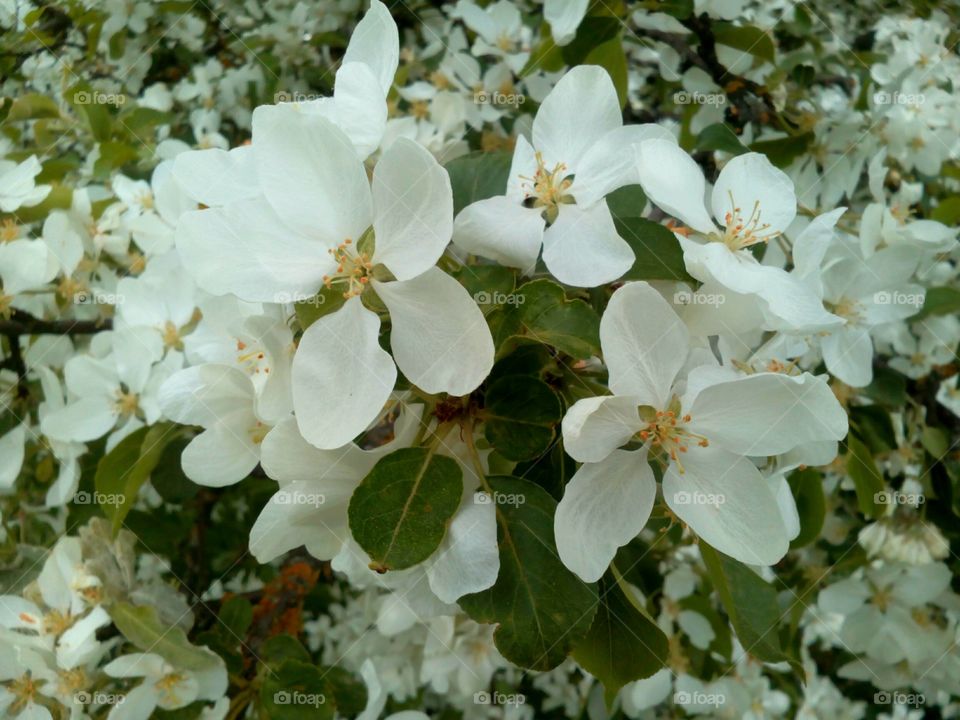 Flower, Nature, Flora, Branch, Garden