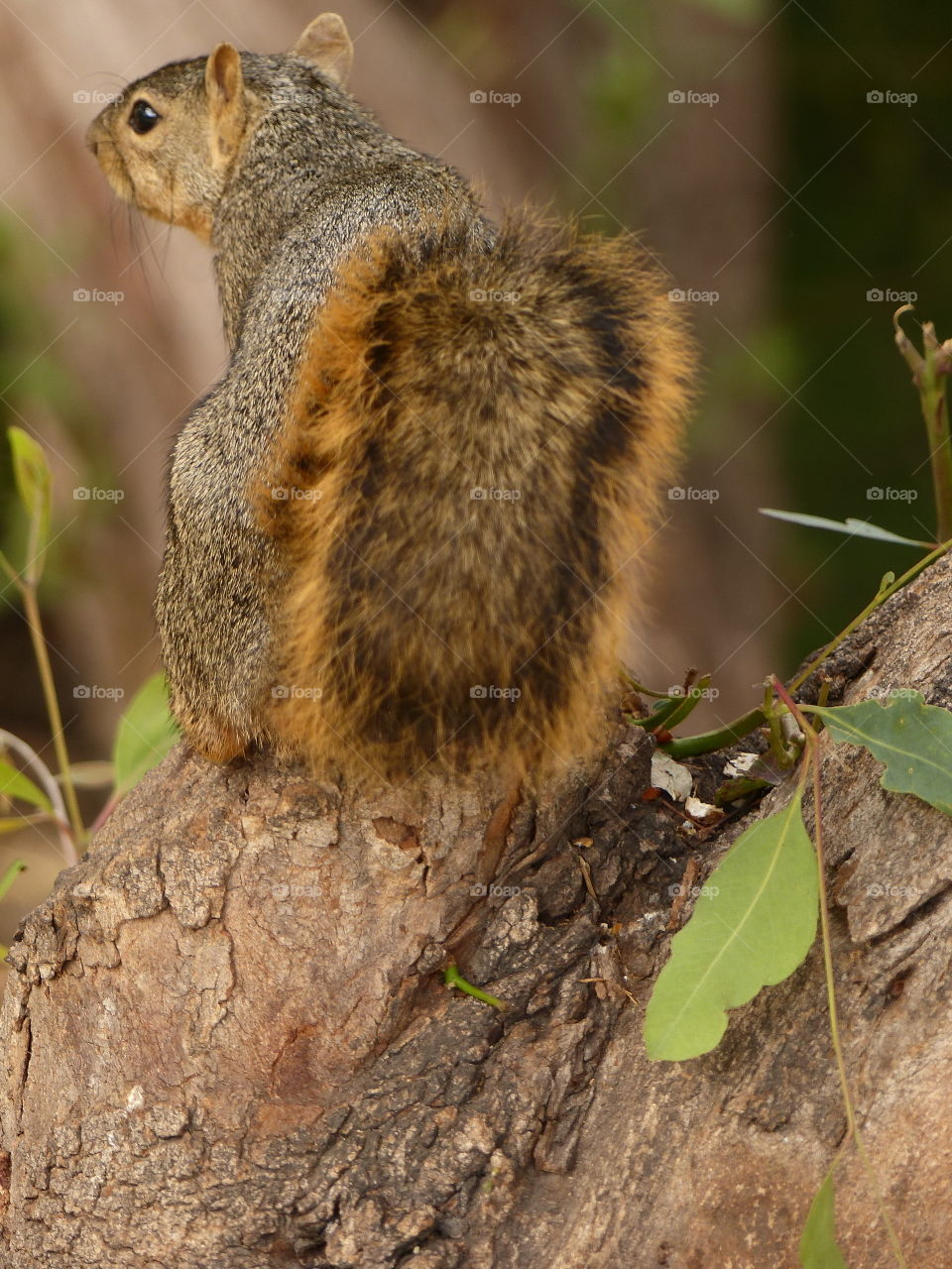 Tail first squirrel in woods