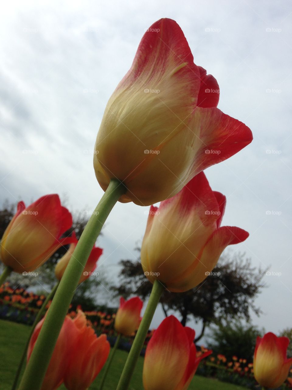 Tulips. Tulips
