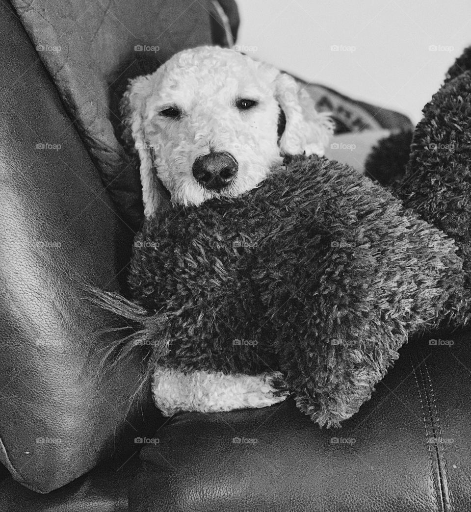 Goldendoodle dog resting in a recliner with her toy