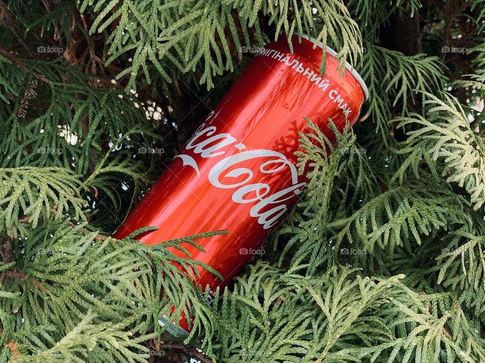 Coca-Cola red in thuja tree