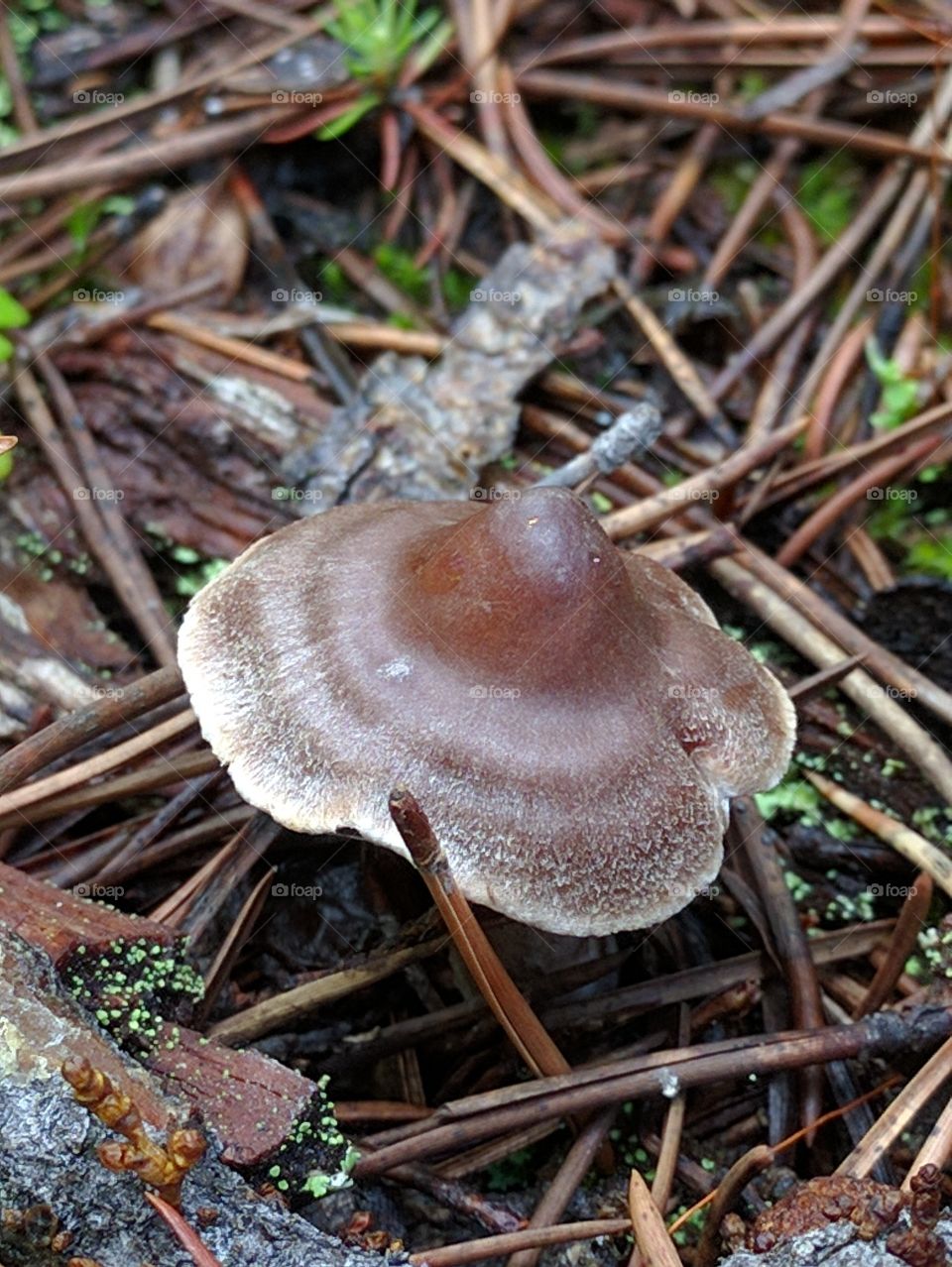 mushroom