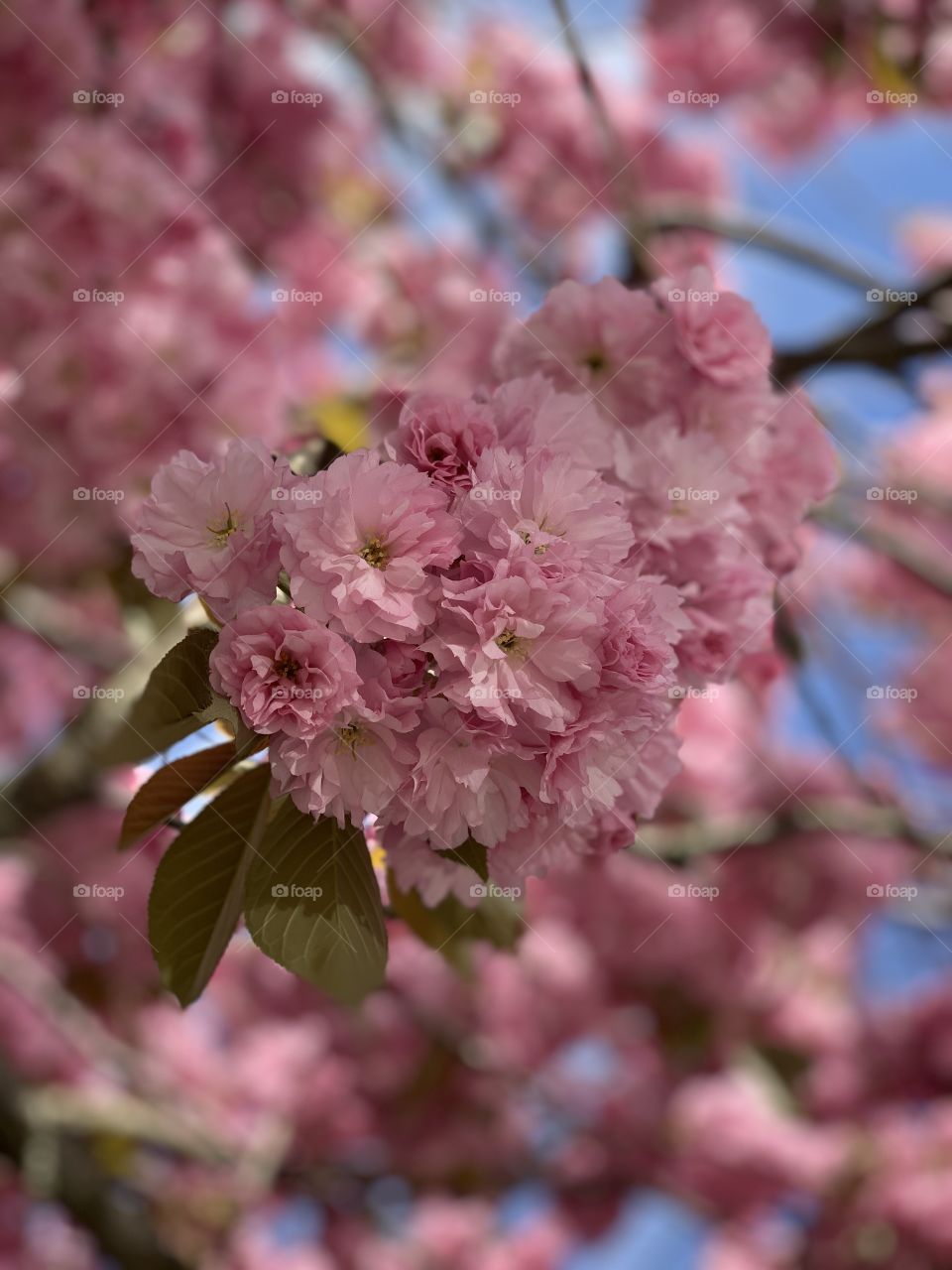 Japanese Cherry blossoms / Sweden 