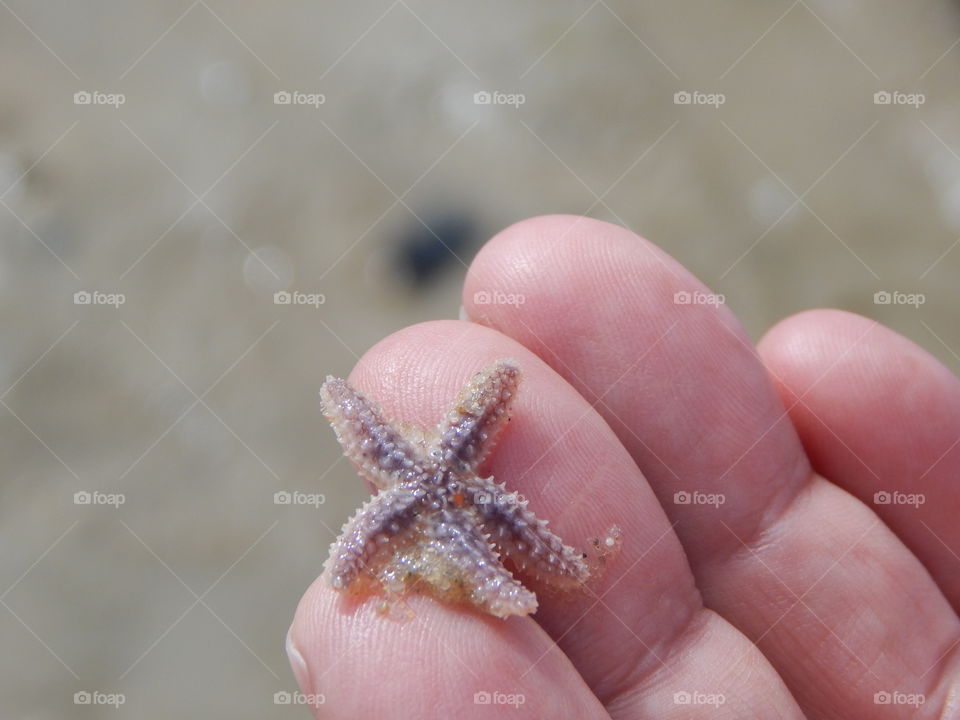 The Smallest Starfish