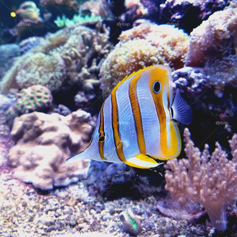 Yellow striped reef fish