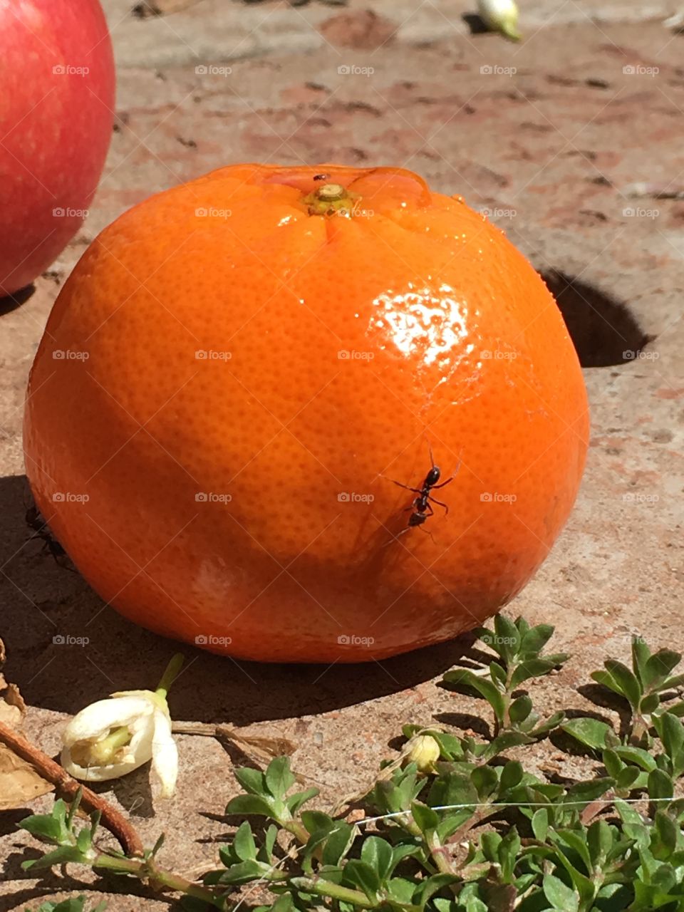Worker ant on a bright round whole orange