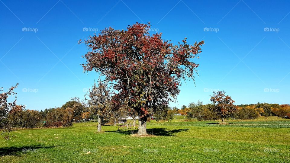 red apple tree in autumn