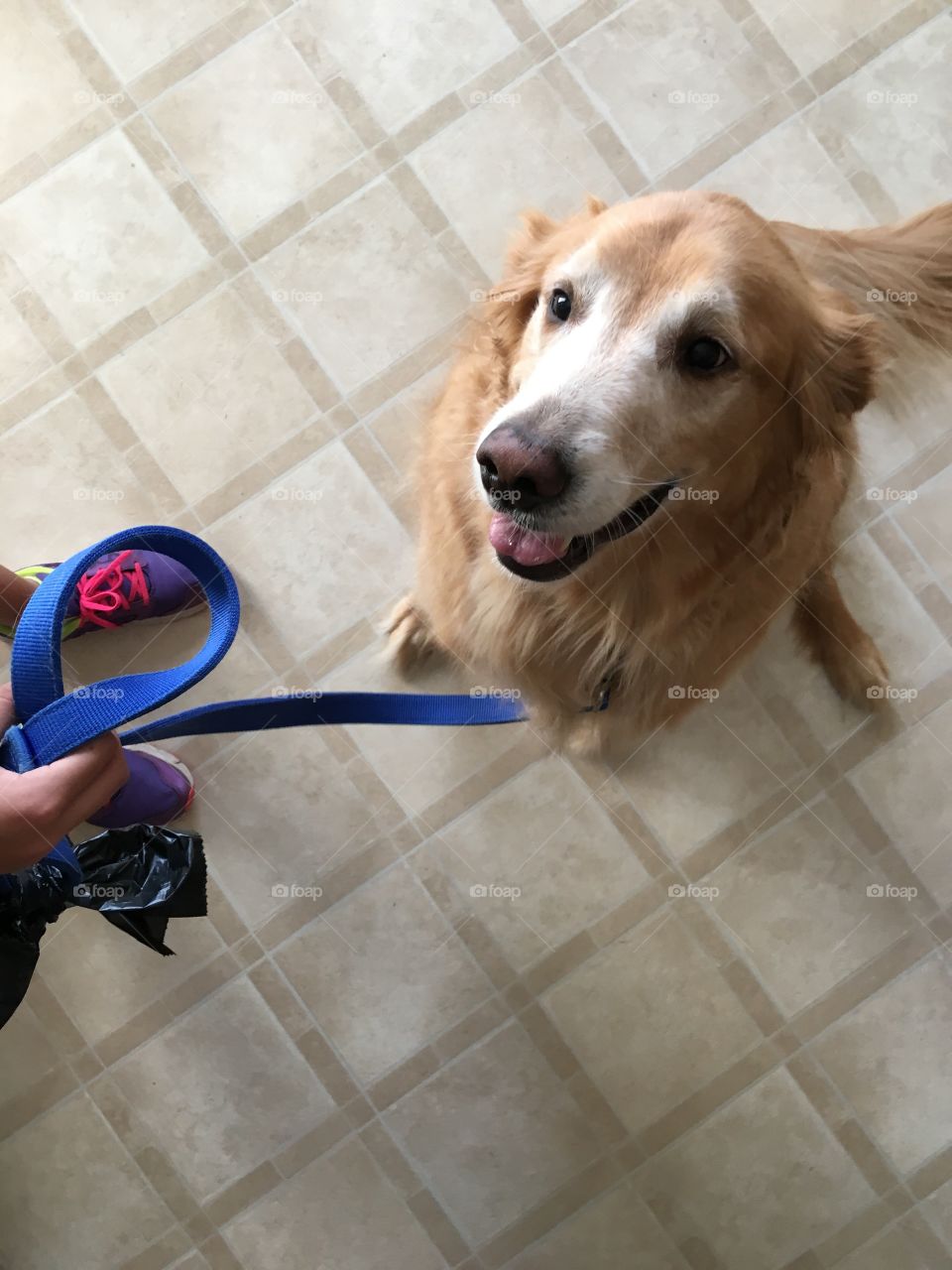 golden retriever ready to
Go 