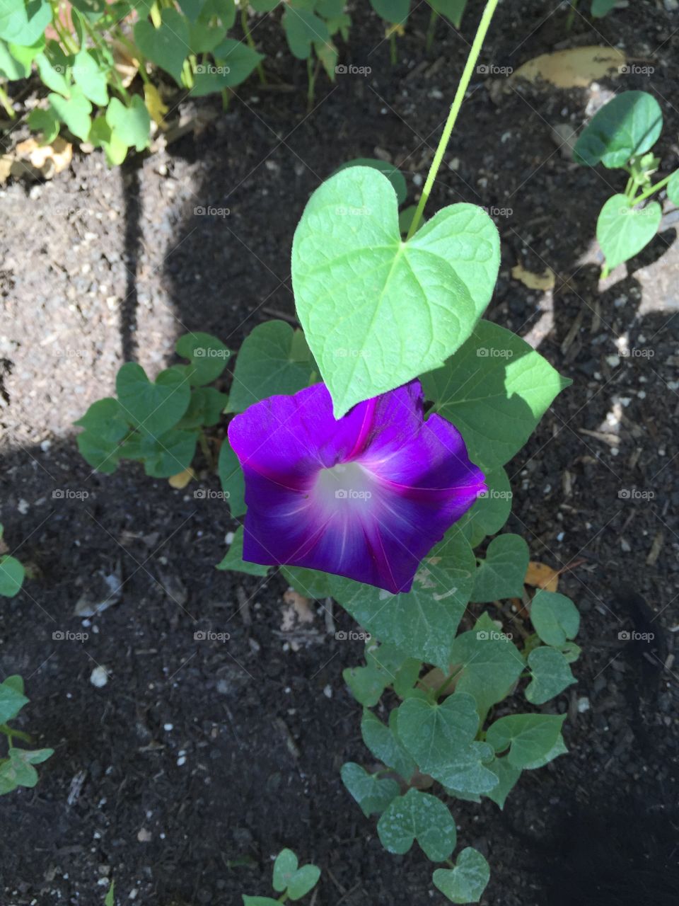 Heart shaped leaf & flower. Beautiful purple Morning Glory showing its heart shaped leaf.