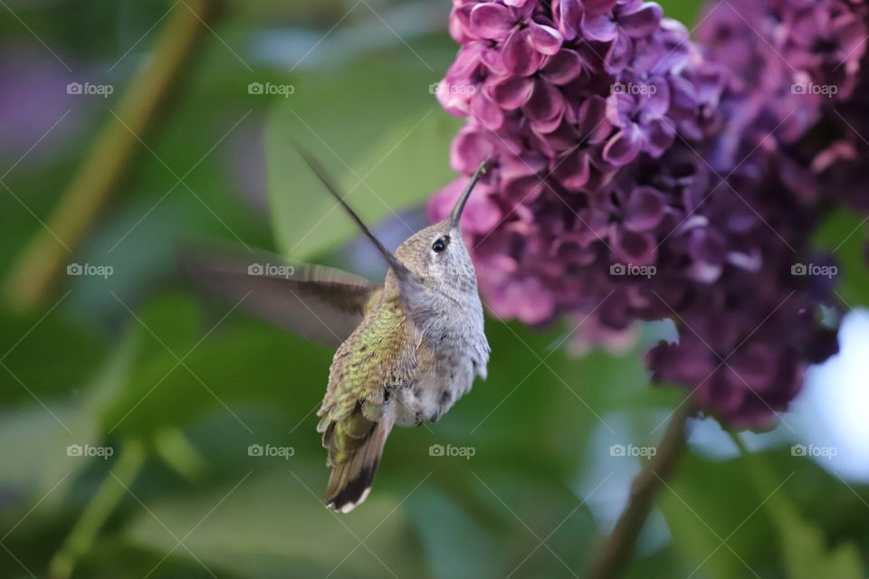 Hummingbird flying by the lilac 