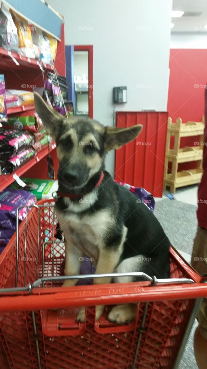 Puppy shopping!