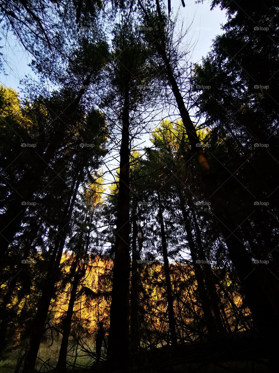 A view through nature